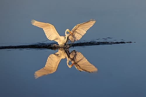Great egret reflection on water while fishing, Merritt Island National Wildlife Refuge, Florida Art Print